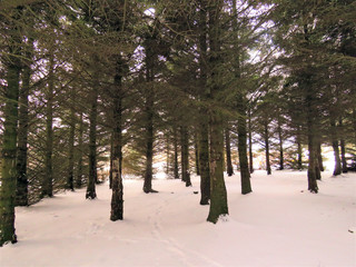 trees in the snow