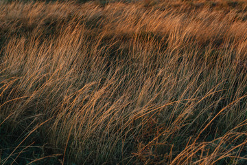 Selective soft focus of dry grass, stems blowing in the wind at golden sunset light.