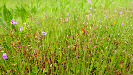 field of green grass and flowers