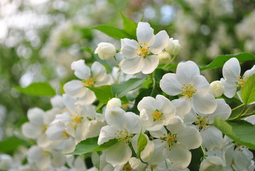 Spring Apple blossom