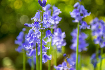 bluebells in the forest