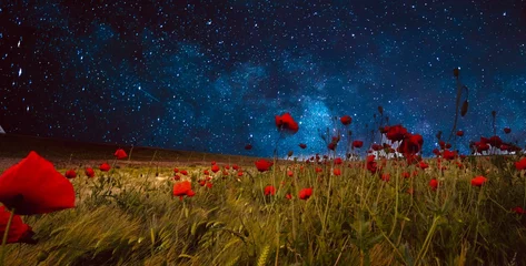 Fotobehang Poppy Fields under a starry night. © Tony