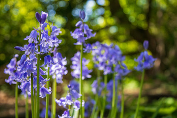 bluebells in the forest