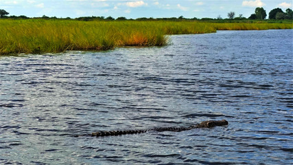 Botswana. Chobe River. A large dangerous crocodile swims in a clear river under a blue sky. Thick green grass grows on the shore.