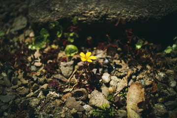 yellow little flower