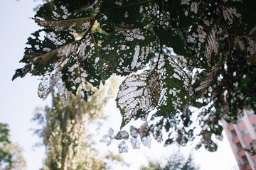 Leaves of a tree damaged by eaten by caterpillars. Openwork pattern of leaves damaged by...