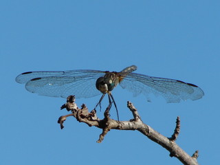 dragonfly on a branch