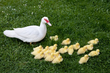 Duck with ducklings on a farm stock photo
