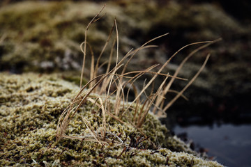 Green moss in earthen colors. 