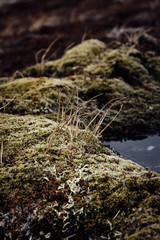 Green moss in earthen colors. 