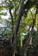 Ta Prohm temple in Angkor Wat, Cambodia