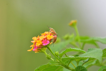 Sexual intercourse of insects on flowers