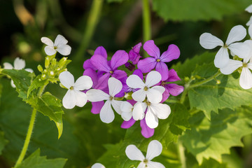 wild flowers in spring