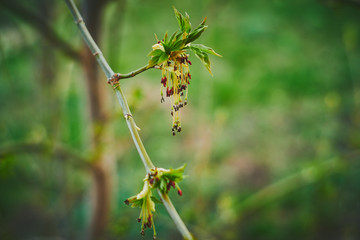 green leaves on a bush