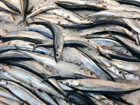 Skinny Silver Little Fish Whole Laid Out On White Ice At Market