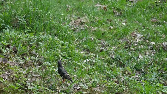 Starling is eating food in the grass in the forest..