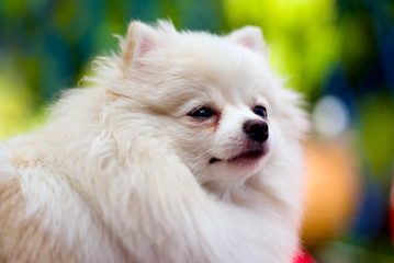 pomeranian dog portrait