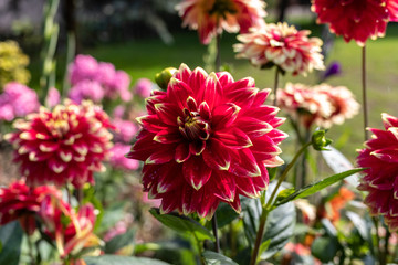 Close-up of blooming red Dahlia flower in  garden