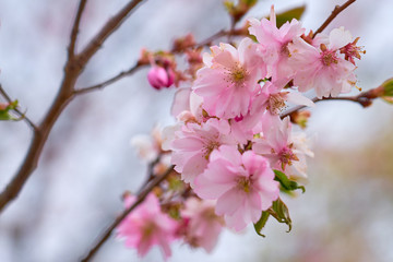 Branch of pink apple blossoms with blurred background bokeh. Copy space.