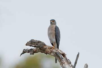 Shikra (Accipiter badius)