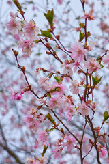 Branches of pink apple blossoms with blurred background bokeh.