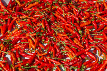 Chiles rojos picantes secando al sol.