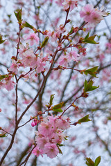 Branches of pink apple blossoms with blurred background bokeh.