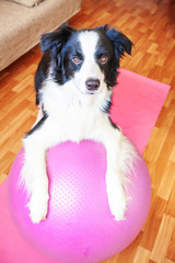 Stay Home Stay Safe. Funny dog border collie practicing yoga lesson with gym ball indoor. Puppy doing yoga asana pose on pink yoga mat at home. Calmness relax during quarantine. Working out at home.