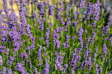  the blooming lavender flowers in Provence, near Sault, France