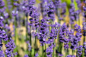  the blooming lavender flowers in Provence, near Sault, France