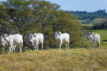 Fototapeta na wymiar Nellore cattle in the farm pasture for milk production, Itu, Sao Paulo, Brazil