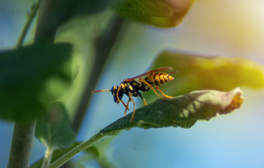 A European Wasp is resting on a green leaf.