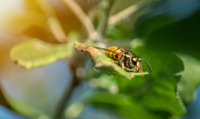 A European Wasp is resting on a green leaf.