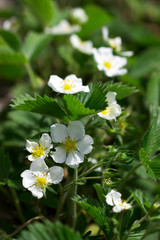 Blooming wild strawberries in a forest glade.