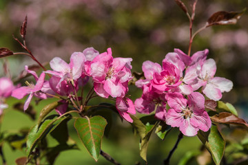 Apple tree branch with pink flowers closeup