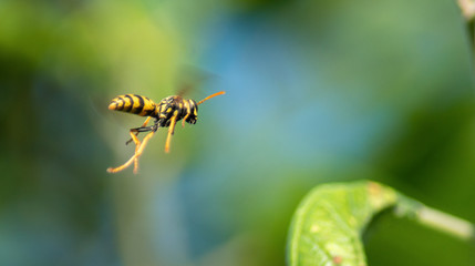 A European Wasp is resting on a green leaf.