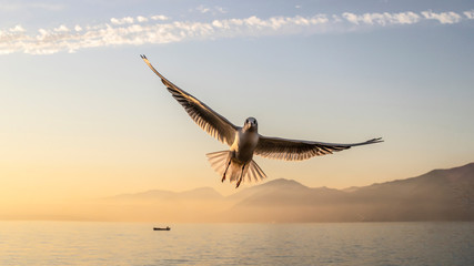 Flying seagull in foreground with a small fishing boat behind in a huge lake surrounded by mountains in  Como, the north of Italy.