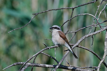 Red-backed shrike (Lanius collurio)