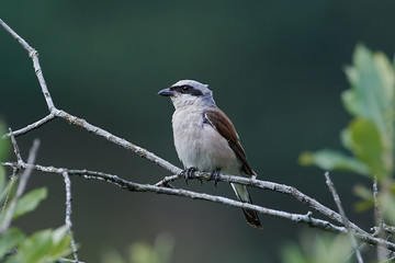 Red-backed shrike (Lanius collurio)