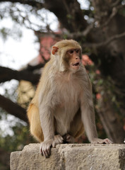 A monkey sits on a fence near the Hanuman Temple in the city of Shimla, India
