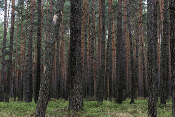 Mysterious pine forest in the morning