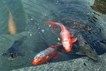 Japanese carp koi - a decorative form of domesticated carp