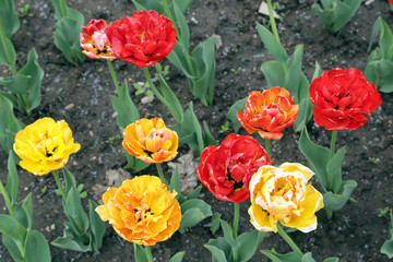 Blooming multi-colored tulips in the flowerbed. Close-up.