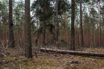 Mysterious pine forest in the morning