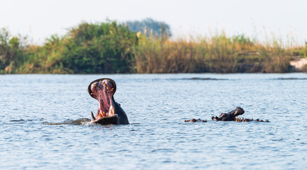 Hippo yawning (Chobe National Park, Botswana)