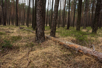 Fototapeta premium Mysterious pine forest in the morning
