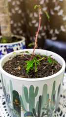 young plant in a pot