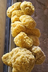 Natural sea sponges hanged for sale in the shop.