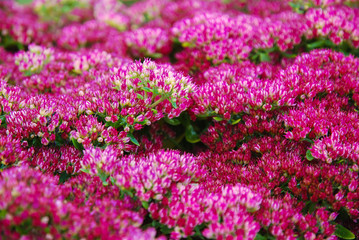 Bright pink Hylotelephium spectabile (Sedum telephium) blooming in autumn. Ornate perennials for landscaping