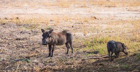 Common Warthogs (Phacochoerus africanus) in the Hwange National Park, South Africa